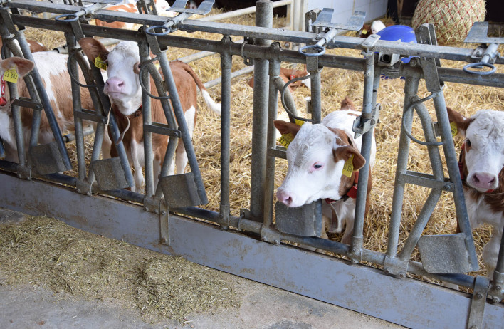 Calf Barns - WOLF Systembau