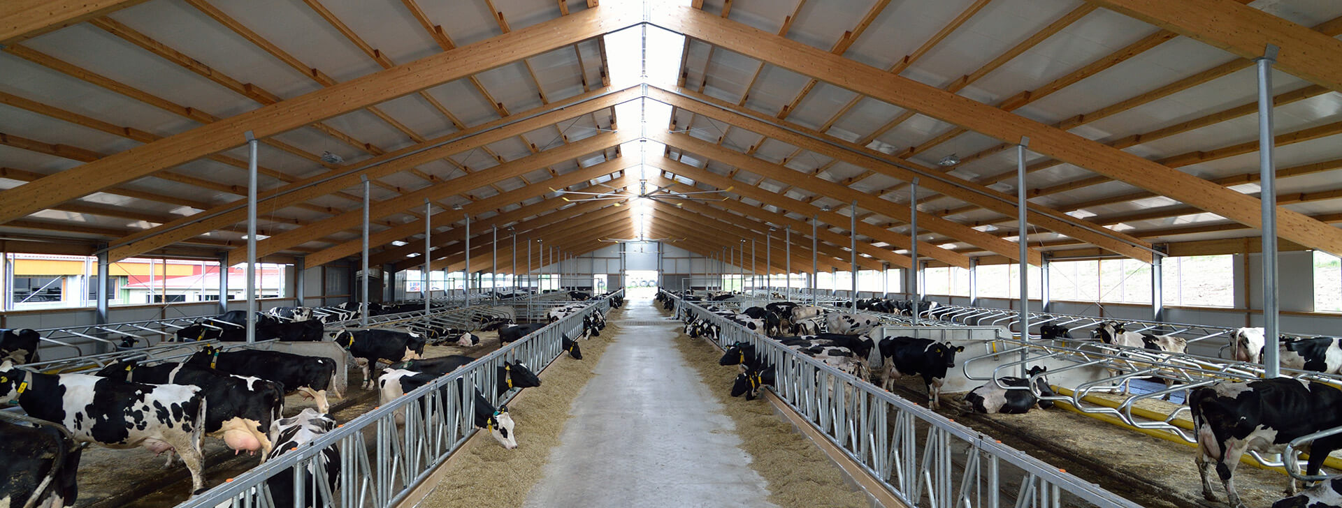 Dairy Barns - Cattle barns - WOLF System